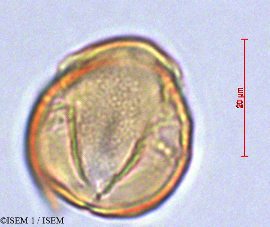 ISEM 1/Rubus_nubigenus_29126/Rubus_nubigenus_29126_0002(copy).jpg